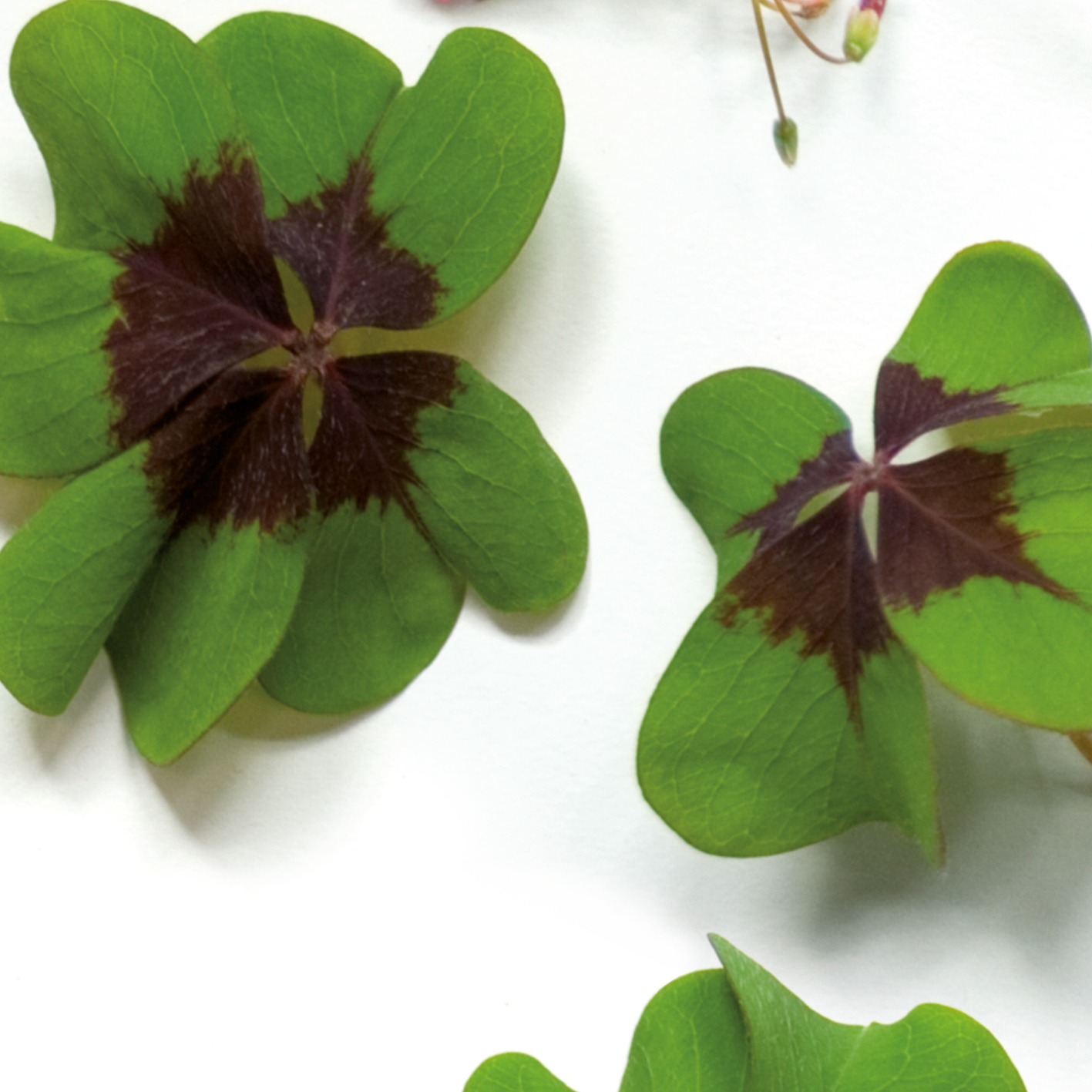 Flowers+Leaves